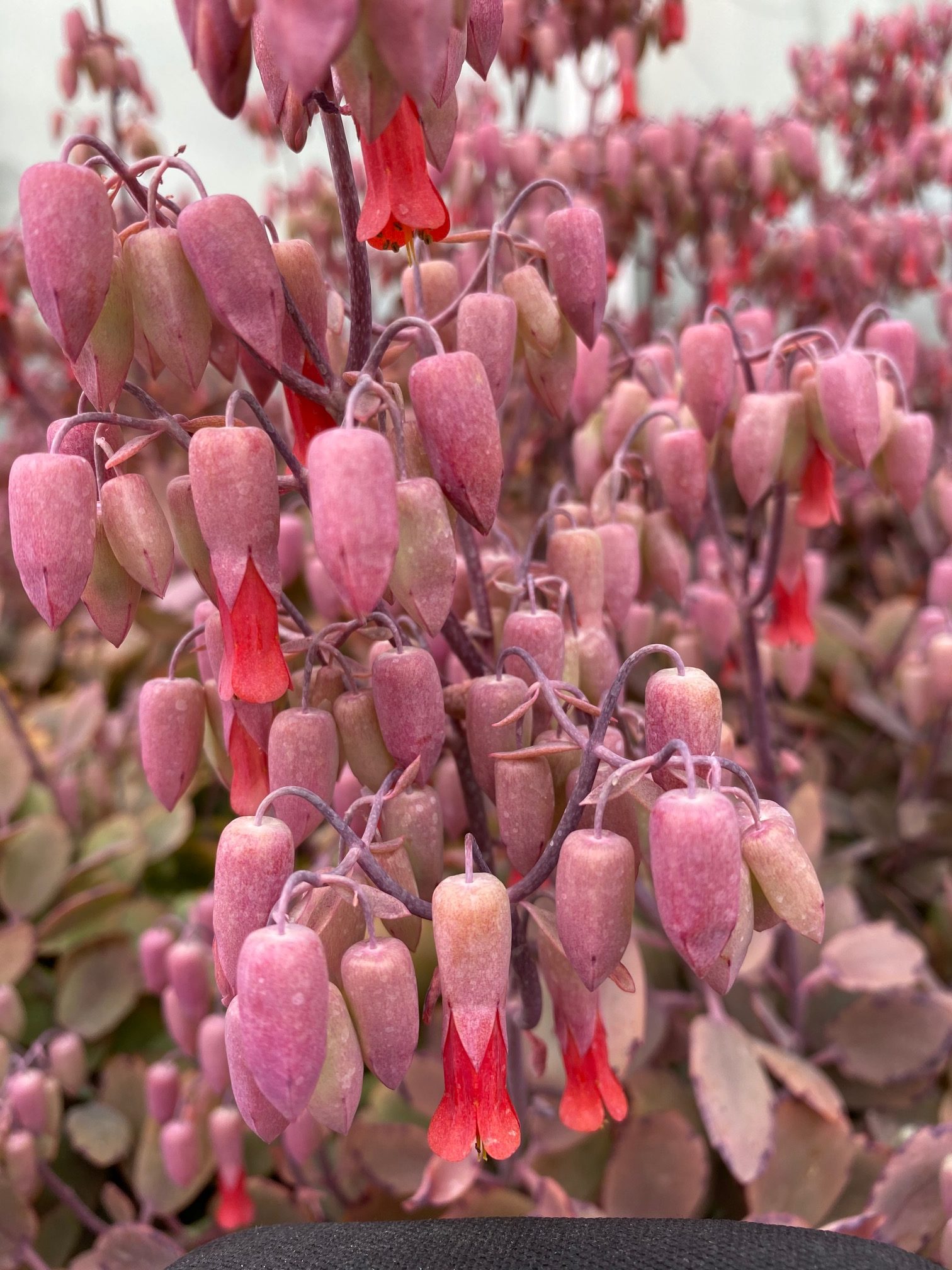 セイロンベンケイ じいのお気楽ブログ