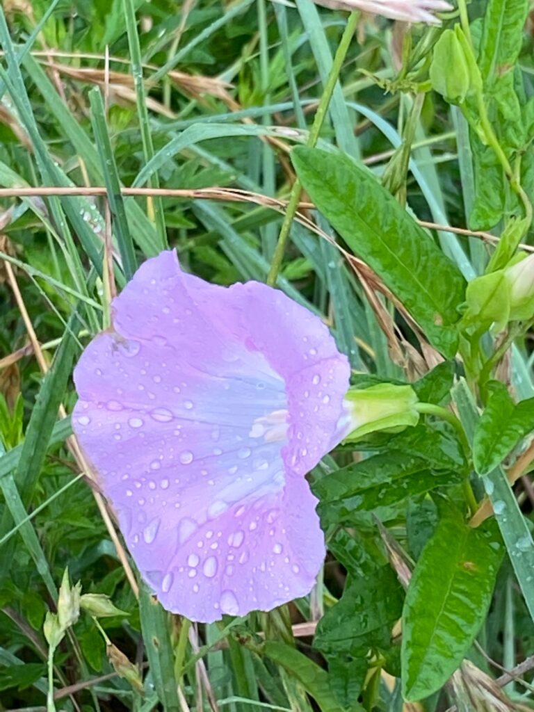 ヒルガオ じいのお気楽ブログ